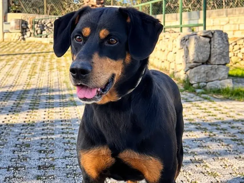 Adotta un cane, maschio, 3 anni e 7 mesi, Siracusa
