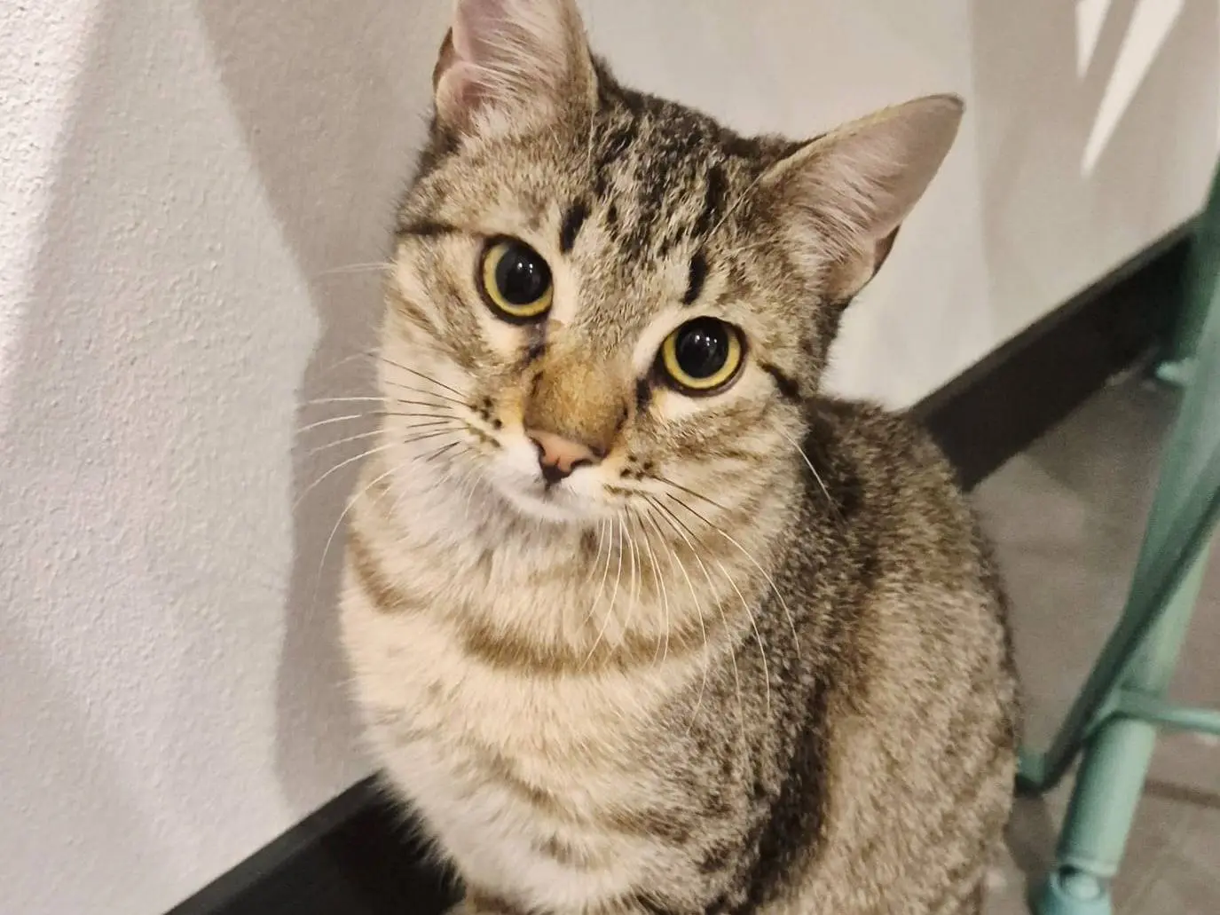 Adotta un gatto, taglia non valida, femmina, Parma