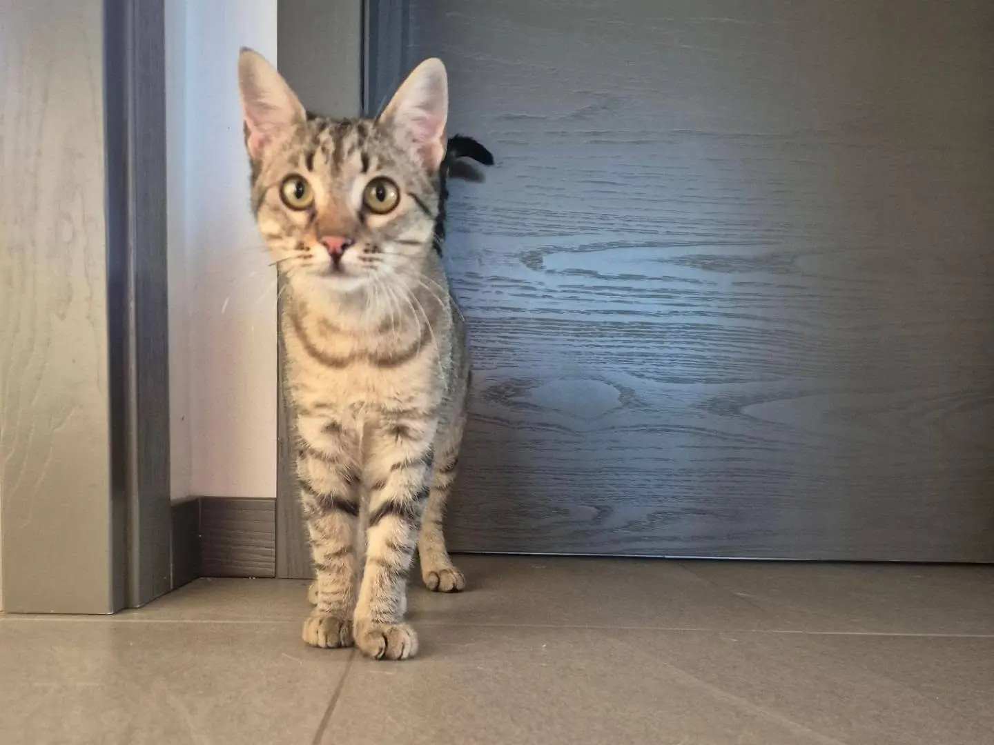 Adotta un gatto, femmina, 4 mesi, Parma