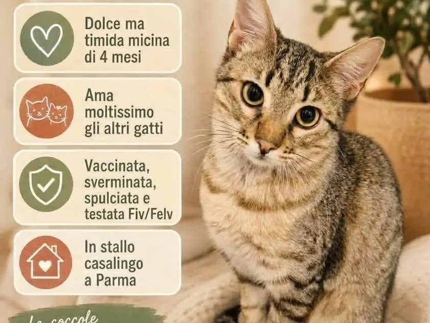 Vuoi adottare un gatto a Parma?
