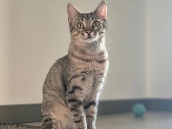 Adotta il gatto OLGA a Parma