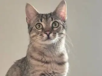 Adozione gatto, femmina, Razza sconosciuta Razza sconosciuta, 4 mesi, taglia non valida, Parma