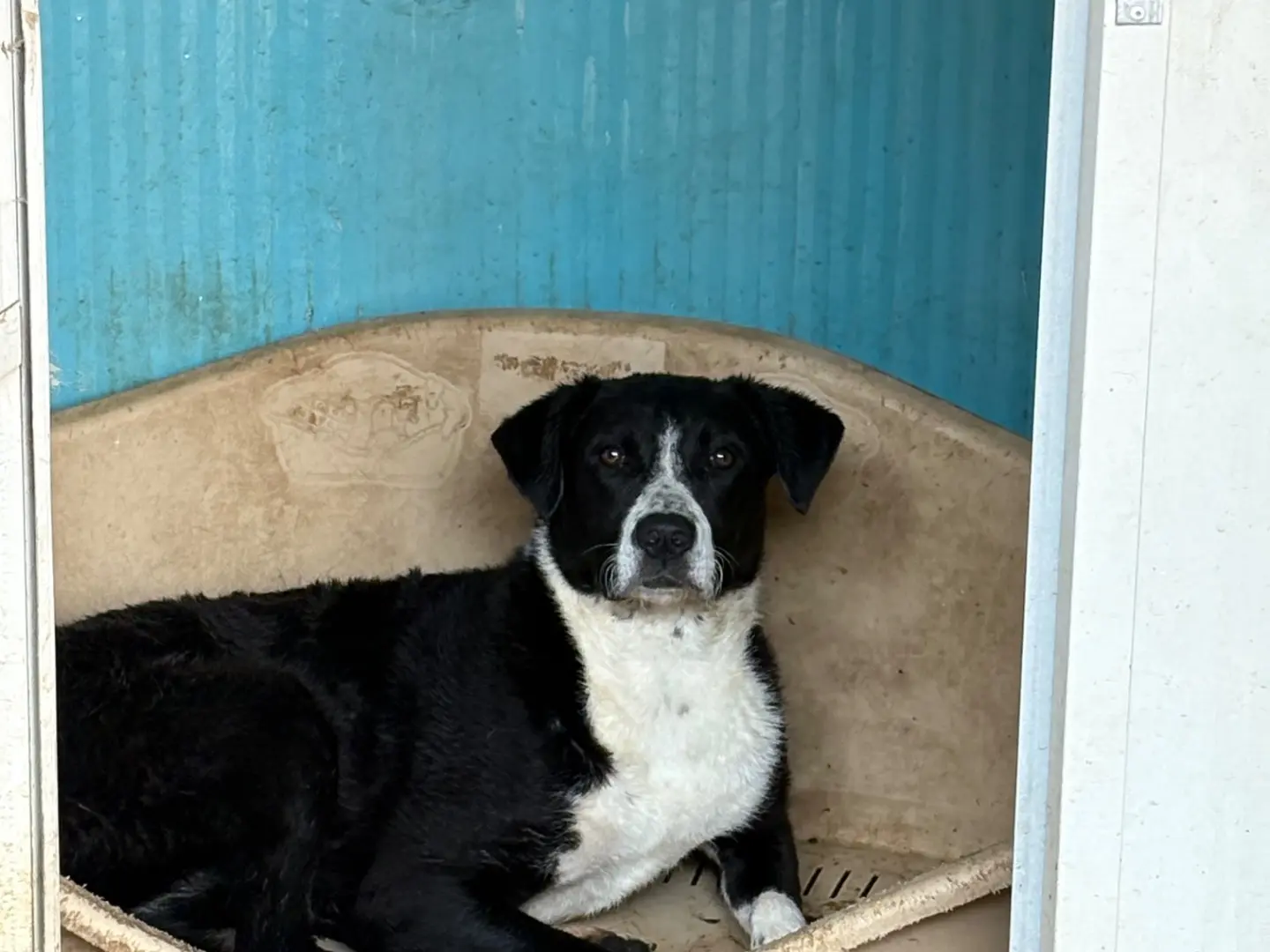 Adotta un cane, femmina, 1 anno e 9 mesi, Caserta