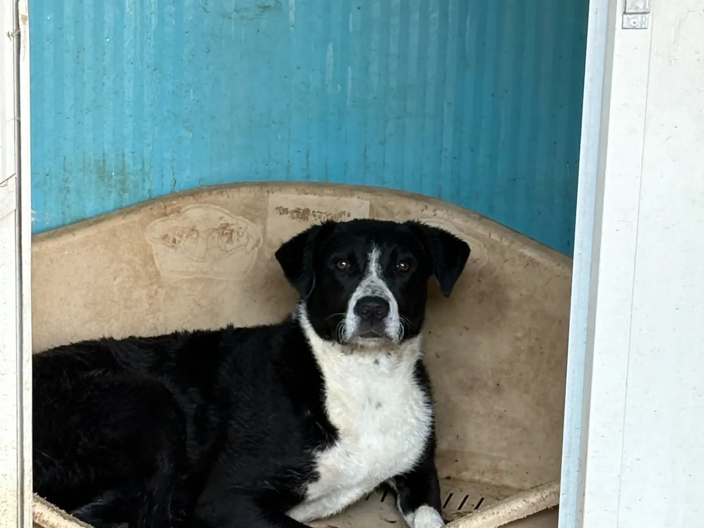 Adozione cane, femmina, Razza sconosciuta Razza sconosciuta, 1 anno e 9 mesi, taglia media contenuta, Caserta