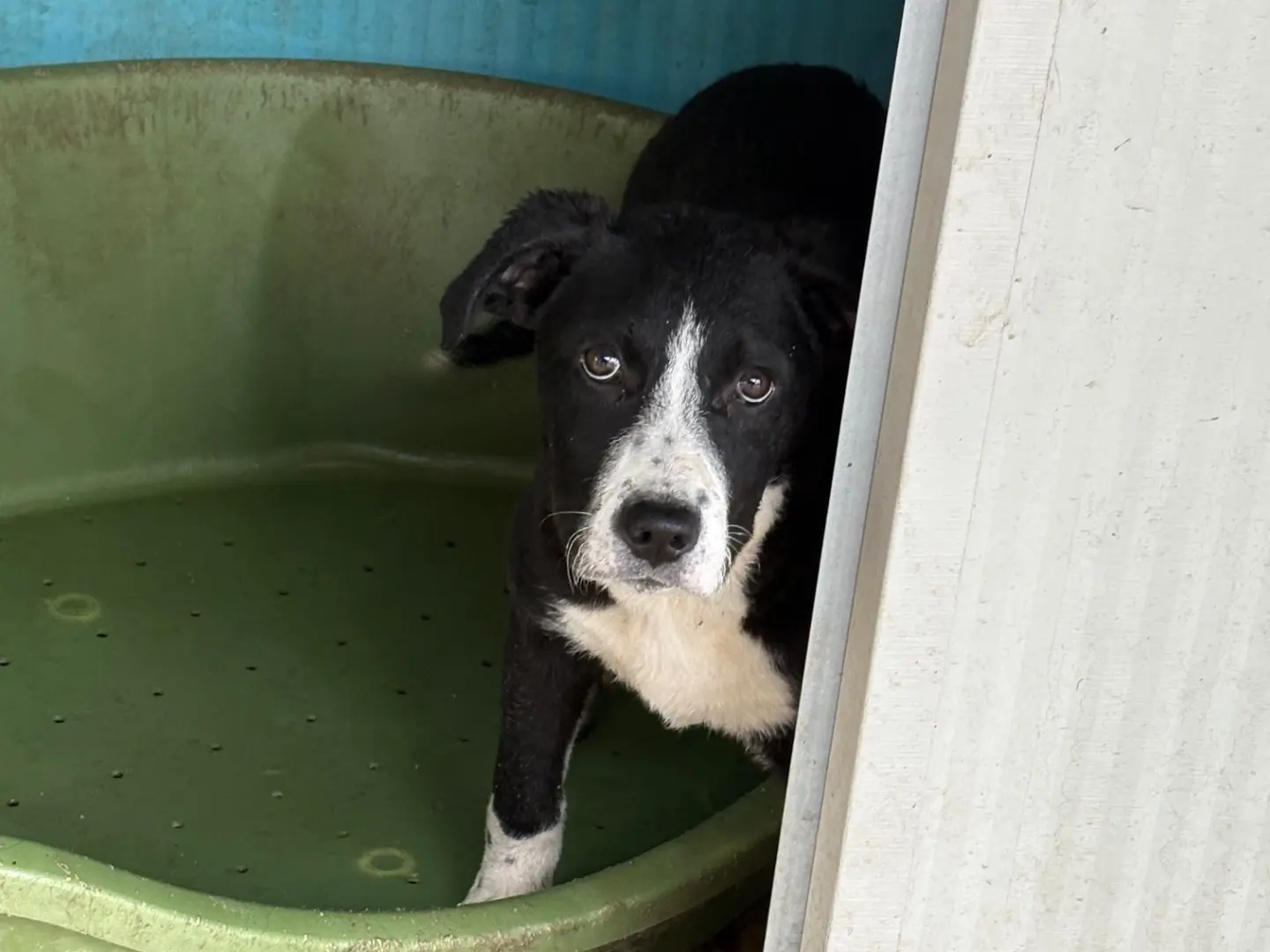 Adotta un cane, taglia media contenuta, femmina, Caserta