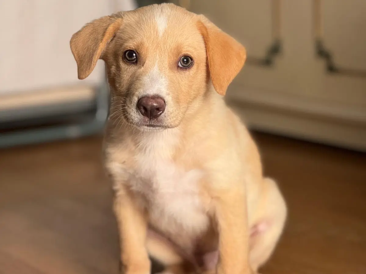 Adozione cane, maschio, Labrador Retriever Razza sconosciuta, 1 mese, taglia grande, Sud