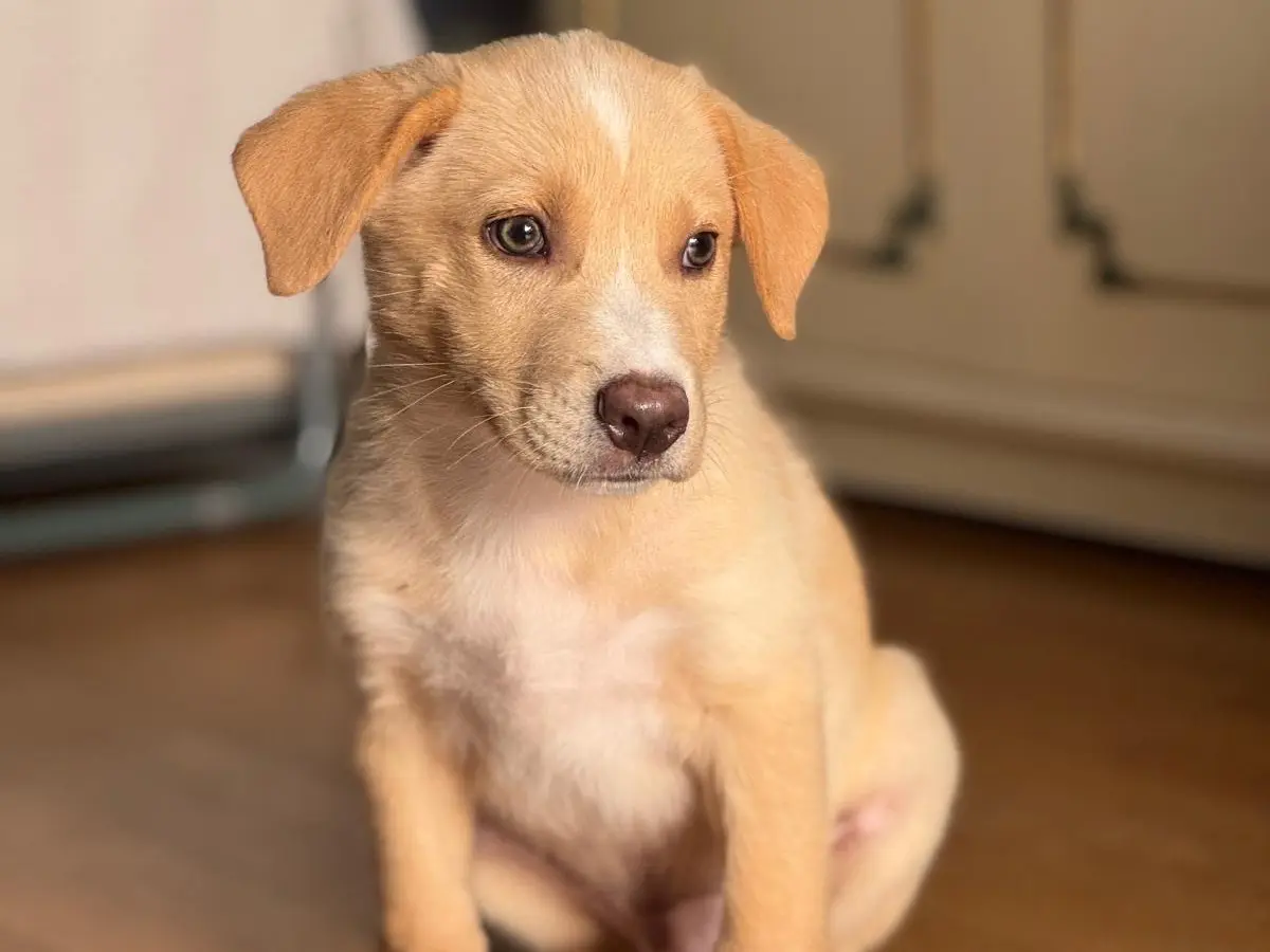 Adotta un cane, maschio, 1 mese, Sud