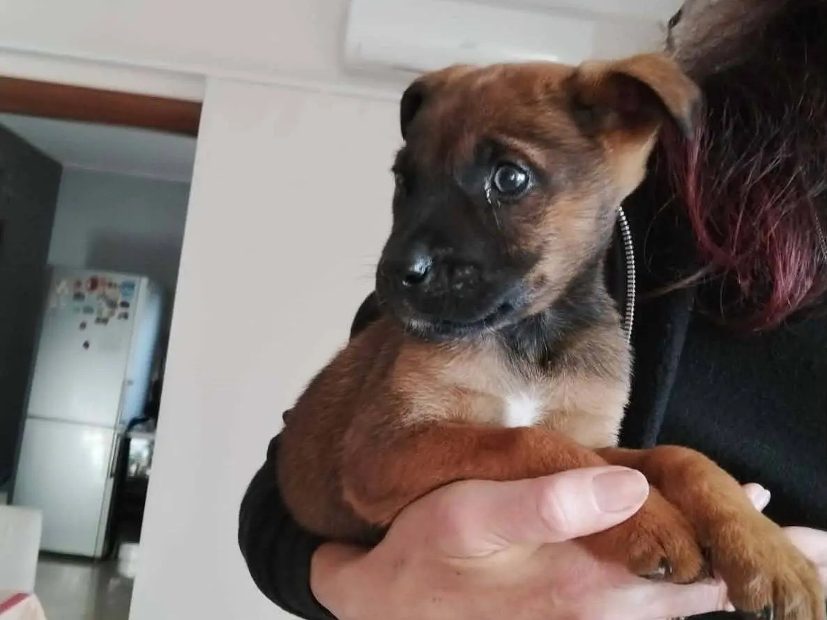 Adozione cane, femmina, Razza sconosciuta Razza sconosciuta, 11 mesi, taglia media, Catania