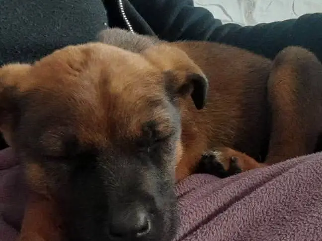 Vuoi adottare un cane a Catania?
