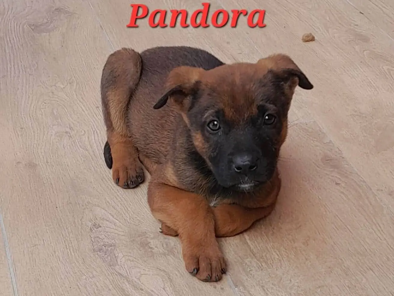 Adotta un cane, femmina, 11 mesi, Catania