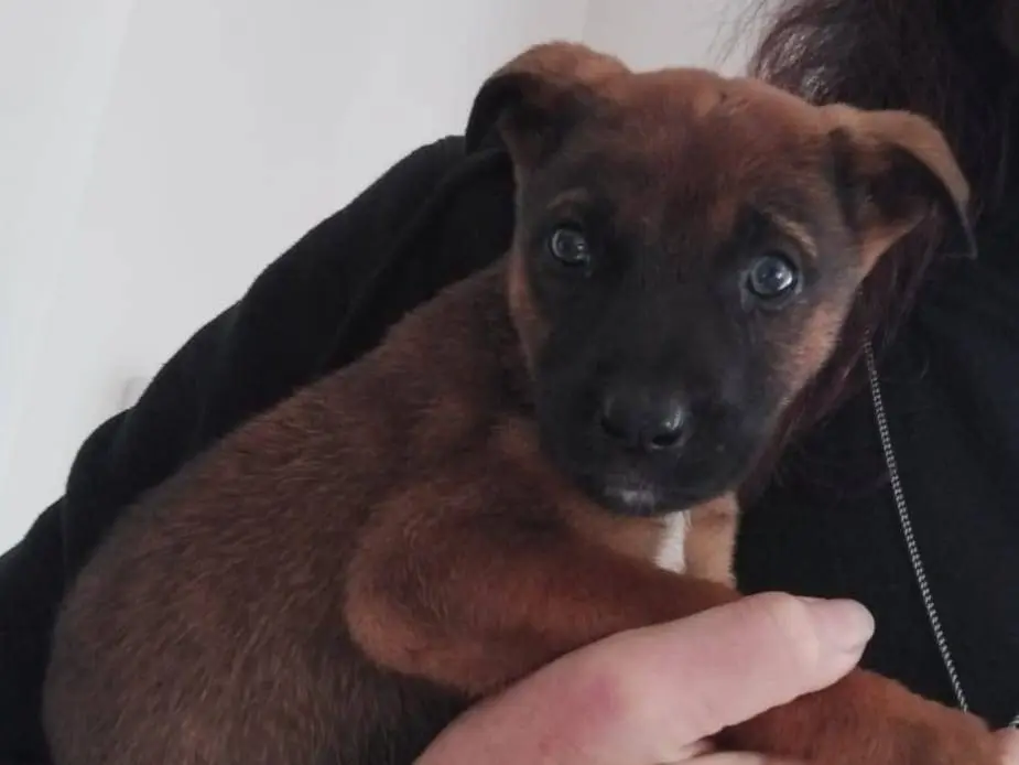 Adotta un cane, taglia media, femmina, Catania