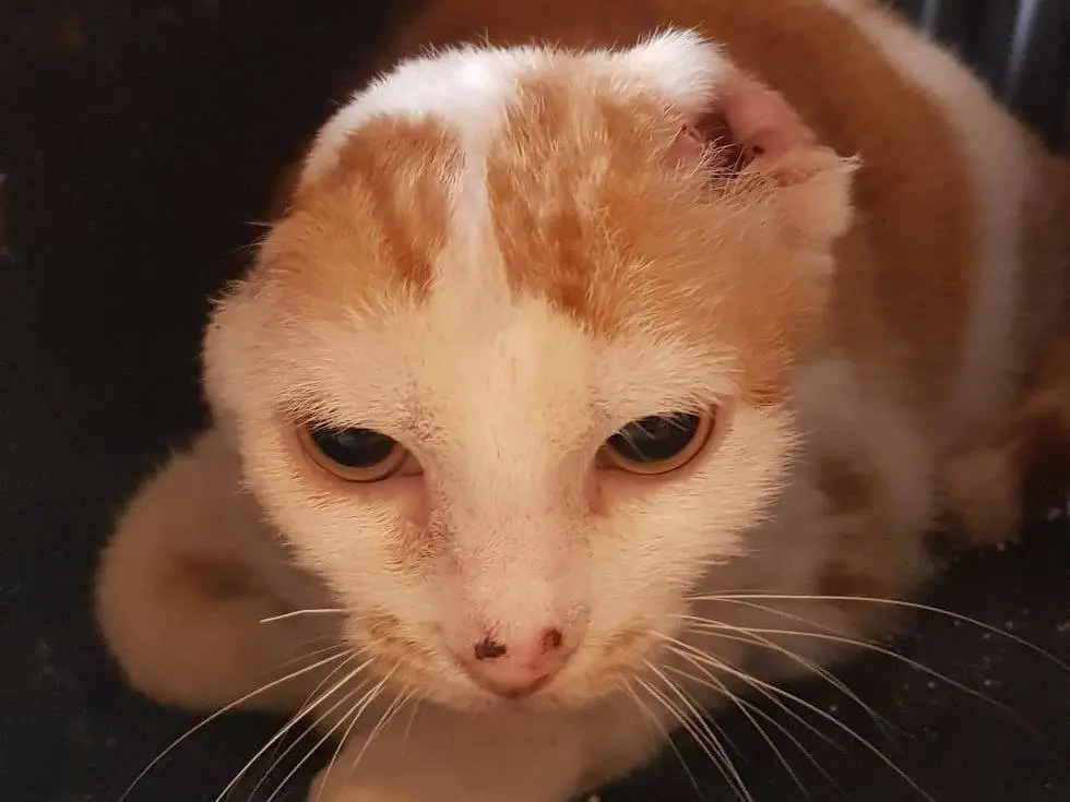 Adotta un gatto, taglia non valida, femmina, Milano