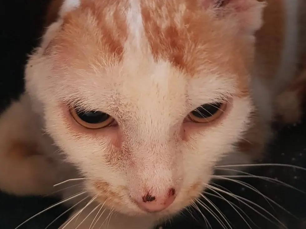 Adotta un gatto, femmina, 4 anni e 9 mesi, Milano
