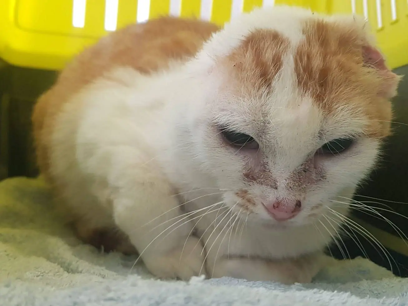 Adotta il gatto Angelina a Milano