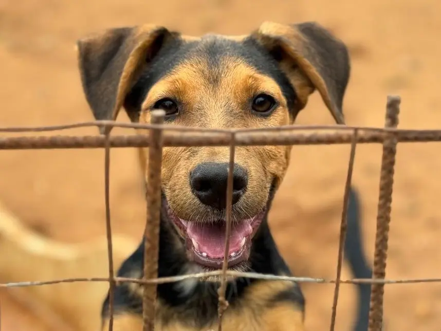 Adotta un cane, taglia media, femmina, Trapani