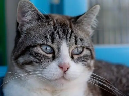 Adozione gatto, femmina, Razza sconosciuta Razza sconosciuta, 11 anni e 7 mesi, taglia non valida, Monza