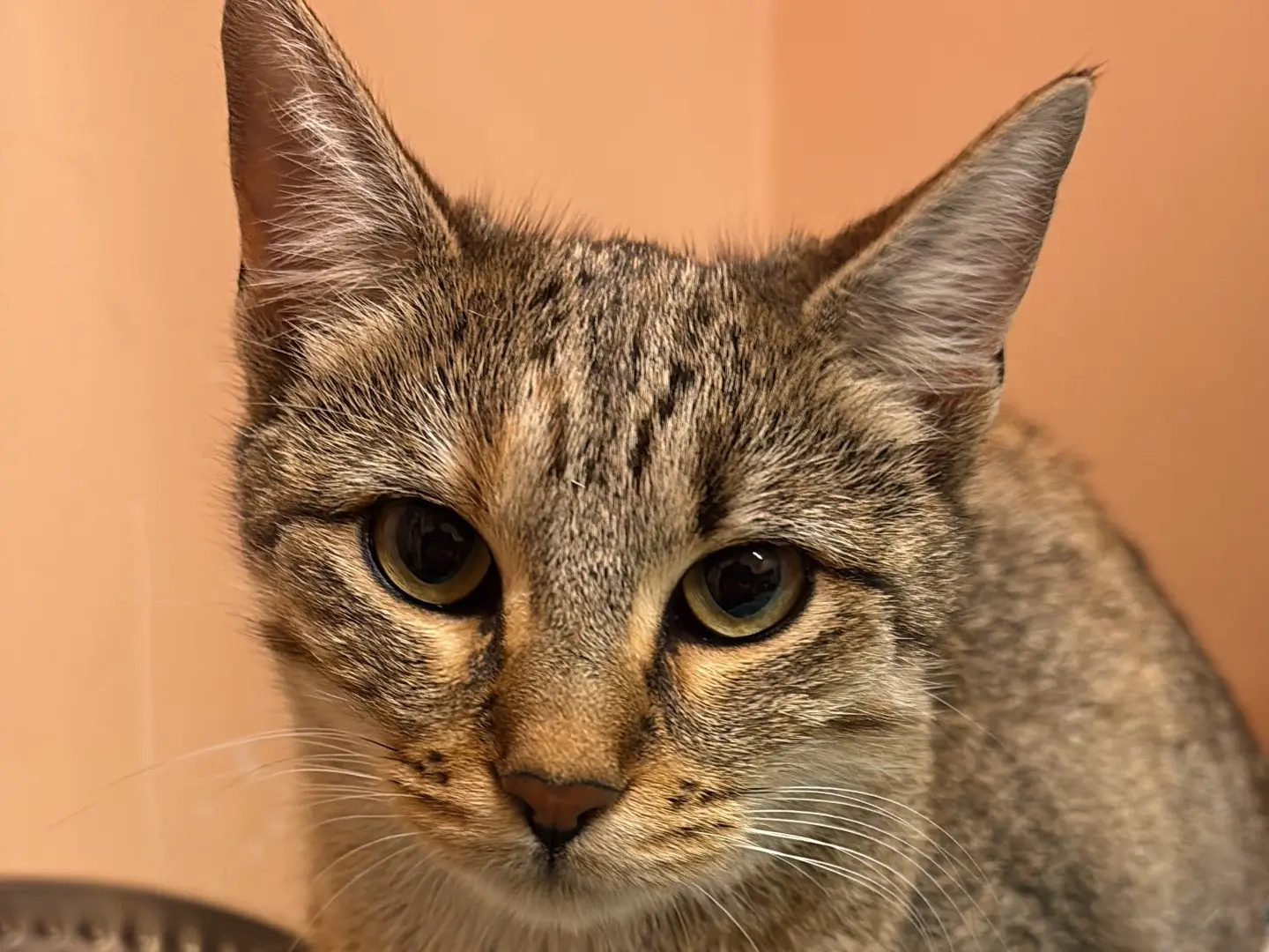 Adozione gatto, femmina, Razza sconosciuta Razza sconosciuta, 1 anno e 7 mesi, taglia non valida, Napoli