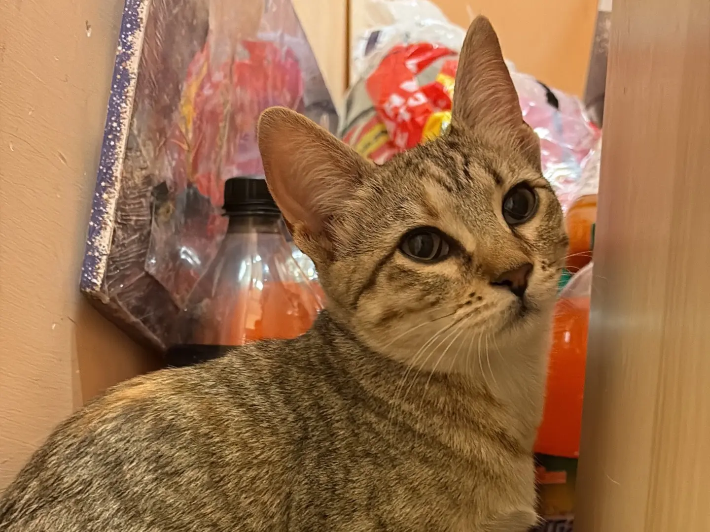 Adotta un gatto, taglia non valida, femmina, Napoli