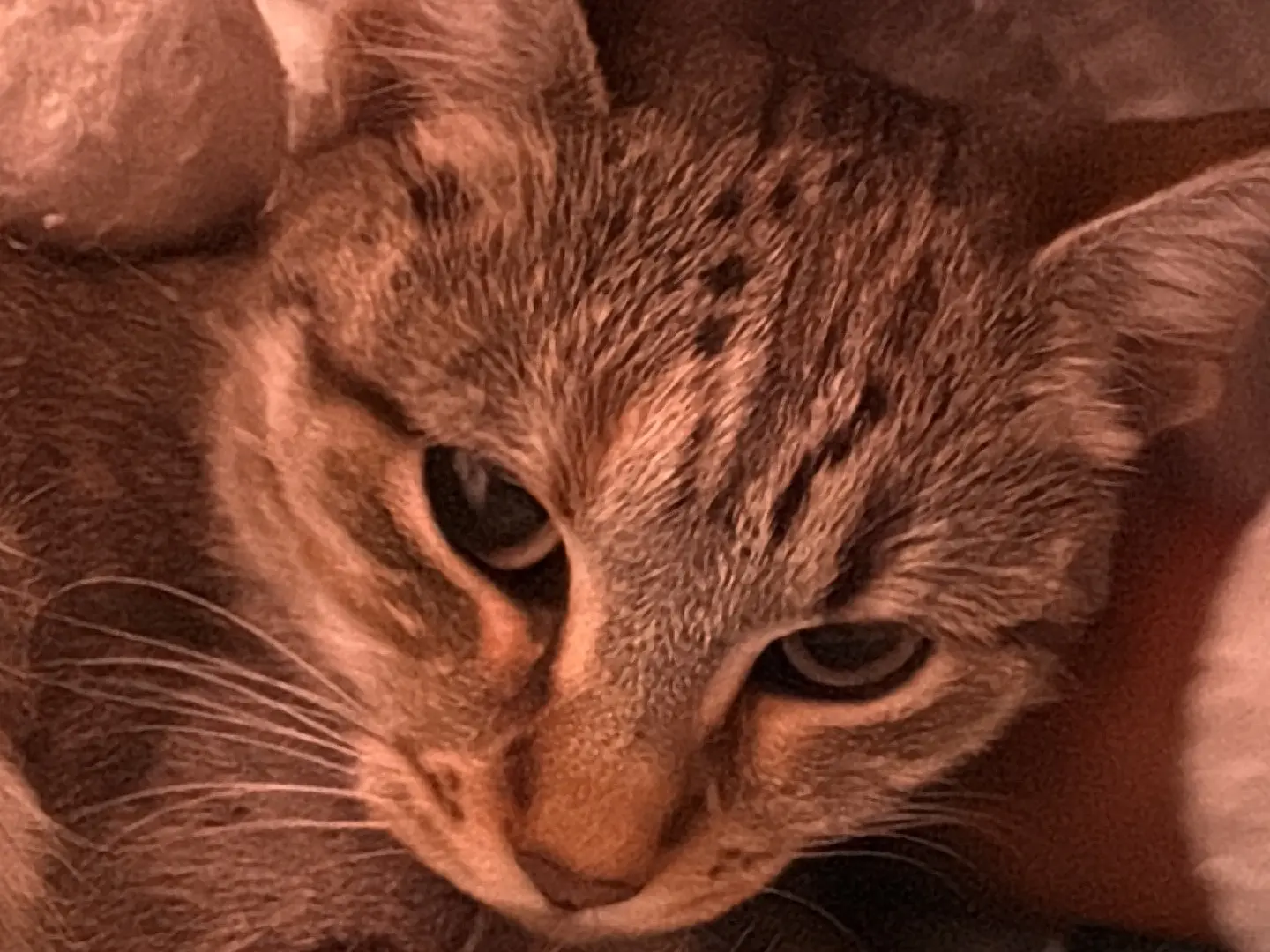 Adotta un gatto, femmina, 1 anno e 7 mesi, Napoli