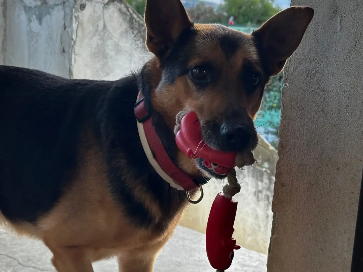 Adotta il cane Becks a Pescara