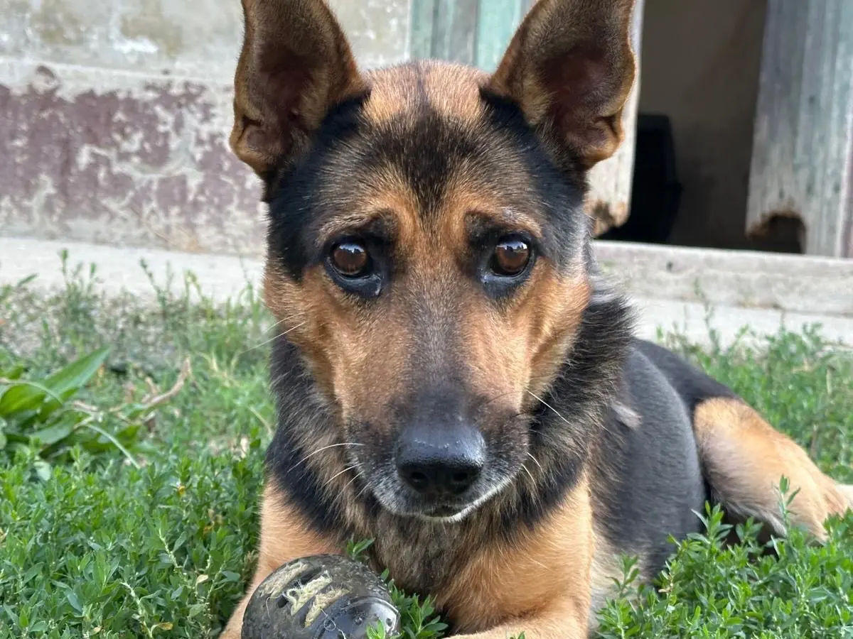 Adozione cane, maschio, Pastore tedesco Razza sconosciuta, 6 anni e 7 mesi, taglia media, Pescara