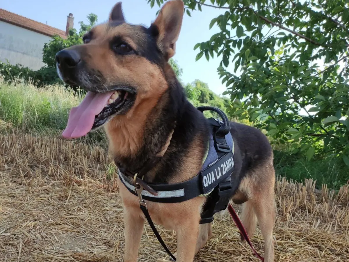 Vuoi adottare un cane a Pescara?