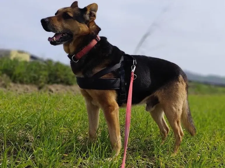 Adotta un cane, maschio, 6 anni e 7 mesi, Pescara