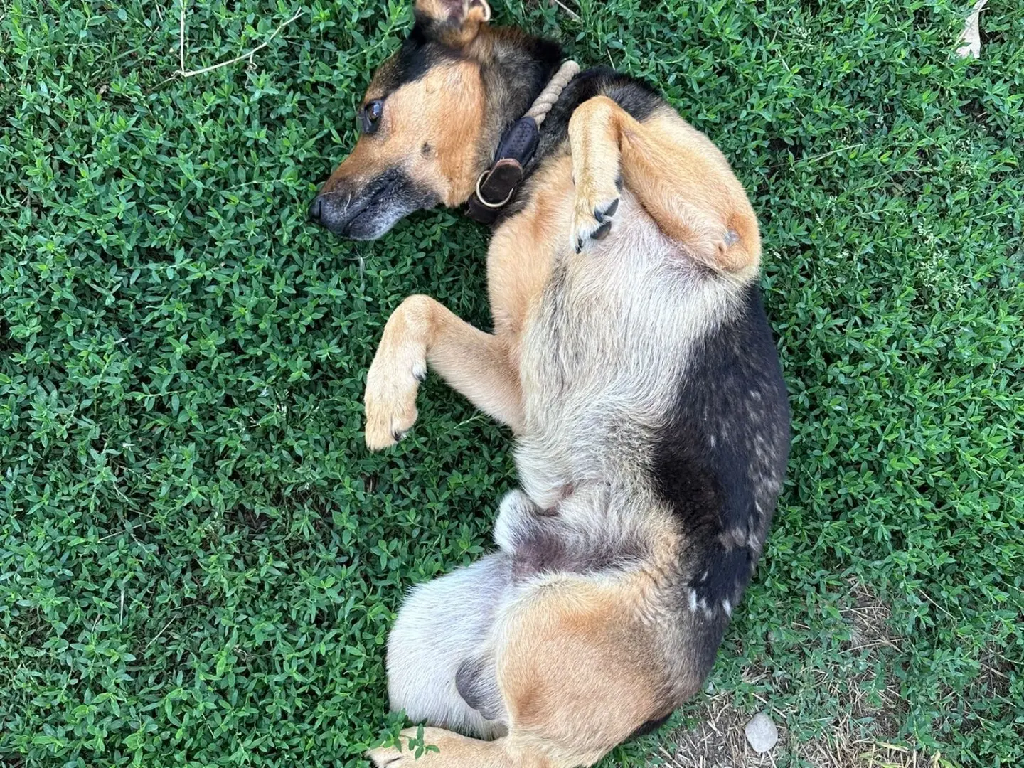 Adotta un cane, taglia media, maschio, Pescara
