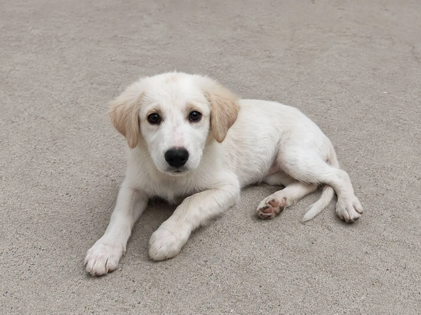 Adozione cane, femmina, Razza sconosciuta Razza sconosciuta, 7 mesi, taglia media, Crotone