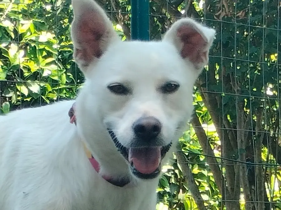 Vuoi adottare un cane a Parma?