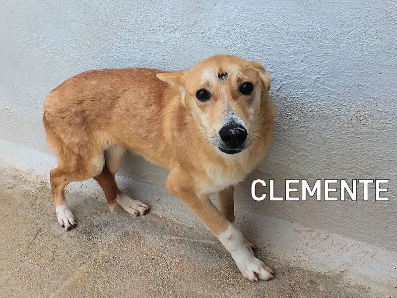 Adozione cane, maschio, Razza sconosciuta Razza sconosciuta, 2 anni e 10 mesi, taglia media contenuta, Frosinone