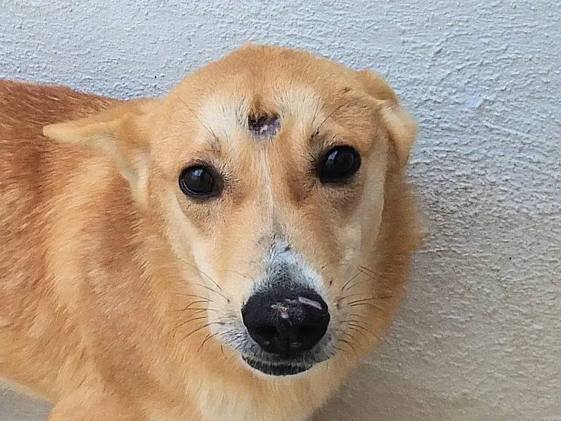 Adotta un cane, maschio, 2 anni e 10 mesi, Frosinone