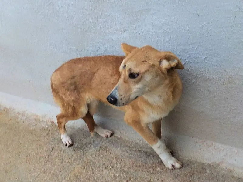 Adotta il cane CLEMENTE a Frosinone