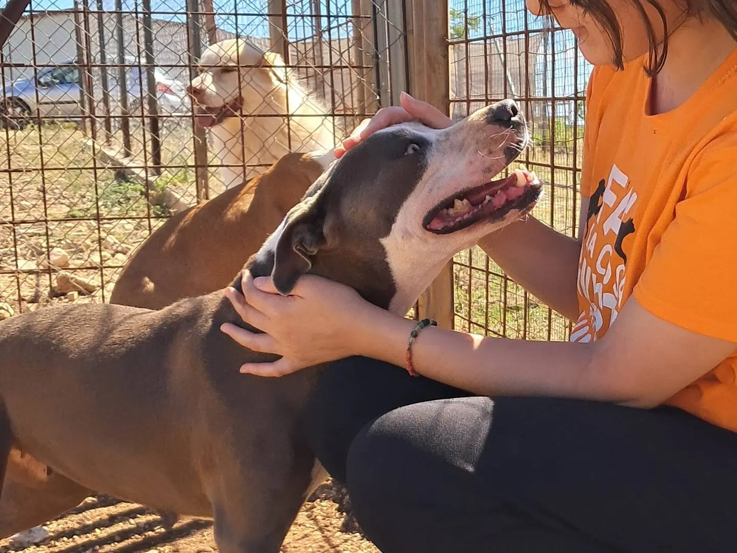 Vuoi adottare un cane a Agrigento?