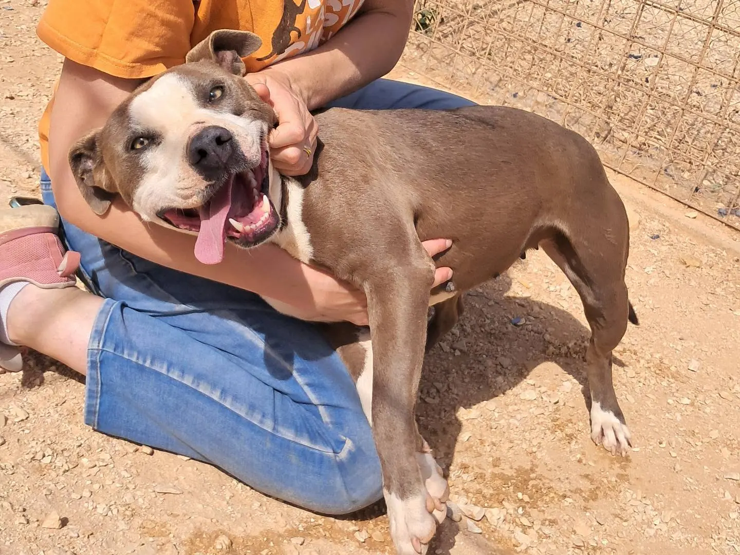 Adozione cane, femmina, Pitbull Razza sconosciuta, 4 anni e 9 mesi, taglia media, Agrigento