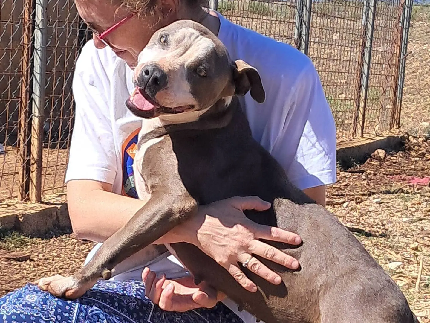 Adotta un cane, femmina, 4 anni e 9 mesi, Agrigento