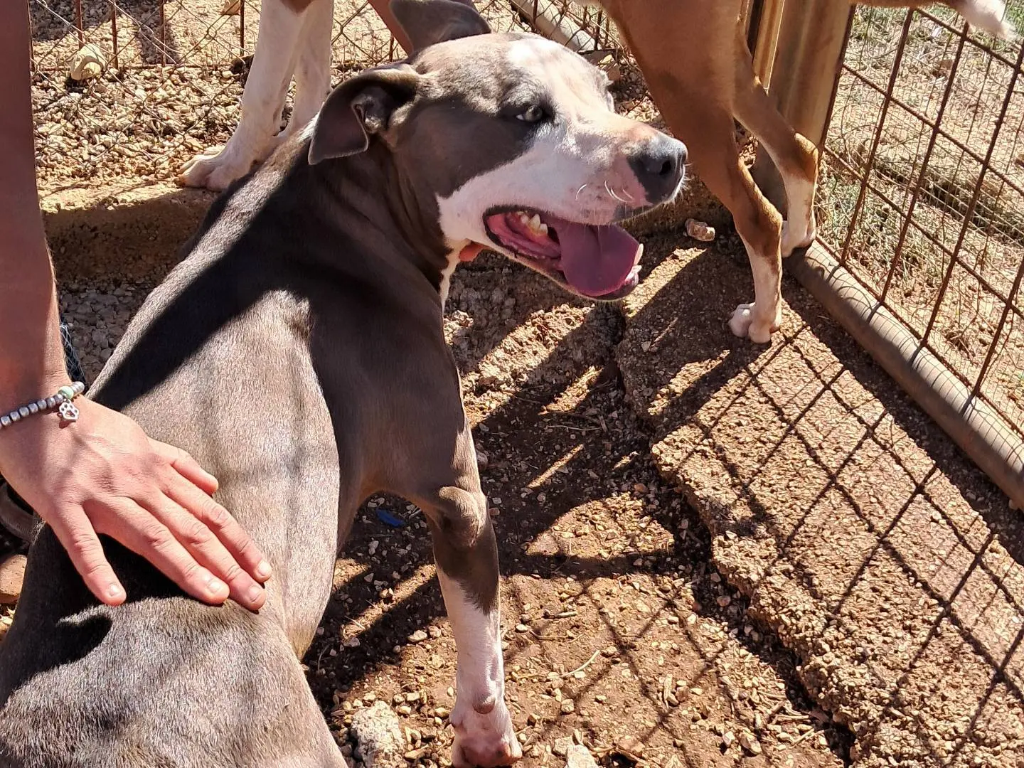 Adotta un cane, taglia media, femmina, Agrigento
