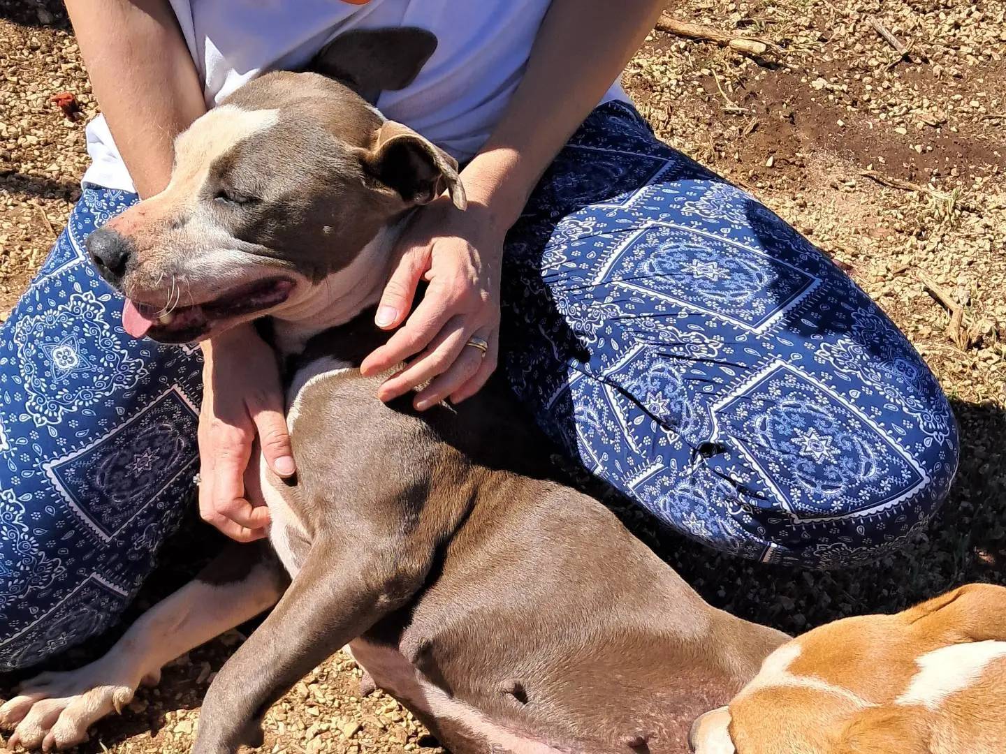 Adotta il cane Gioia a Agrigento