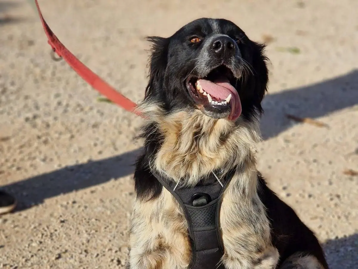 Adotta un cane, maschio, 2 anni e 6 mesi, Taranto