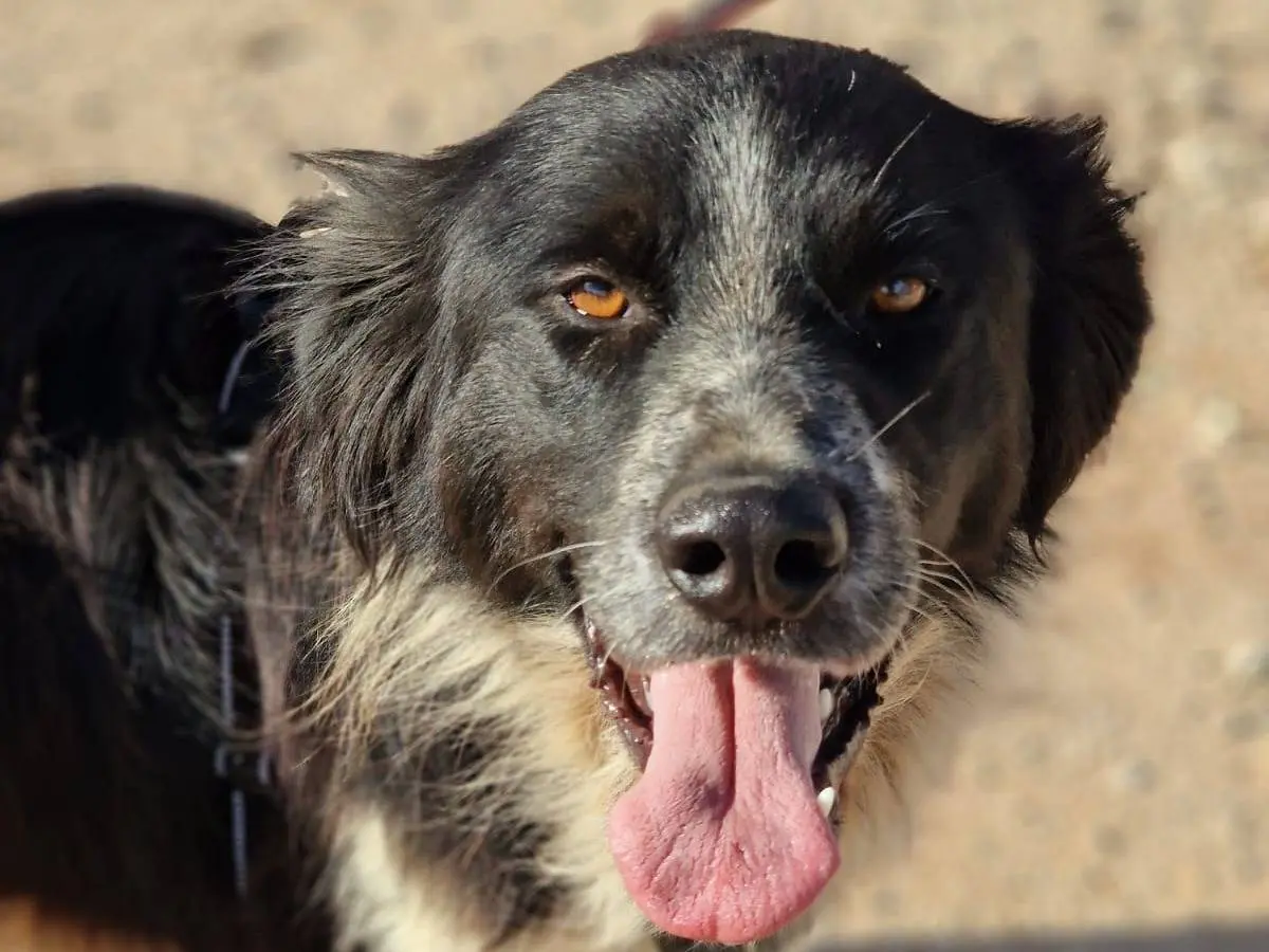 Adozione cane, maschio, Border Collie Pointer, 2 anni e 6 mesi, taglia media, Taranto
