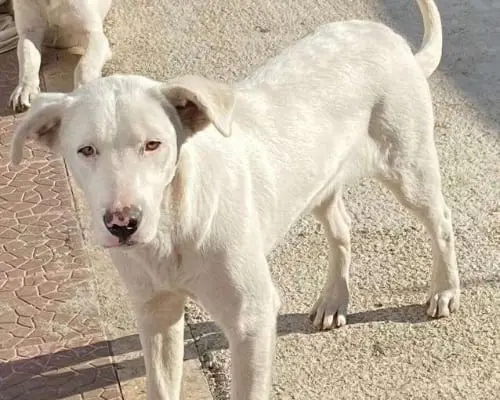 Vuoi adottare un cane a Roma?