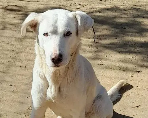 Adotta il cane Clara a Roma