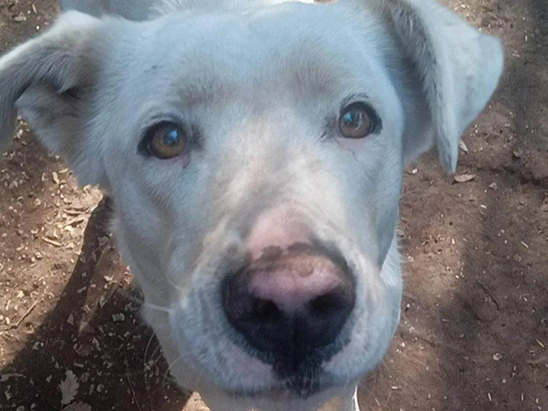 Adozione cane, femmina, Razza sconosciuta Labrador Retriever, 5 anni e 3 mesi, taglia grande, Roma