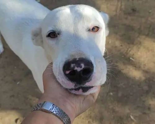 Adotta un cane, taglia grande, femmina, Roma