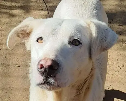 Adotta un cane, femmina, 5 anni e 3 mesi, Roma