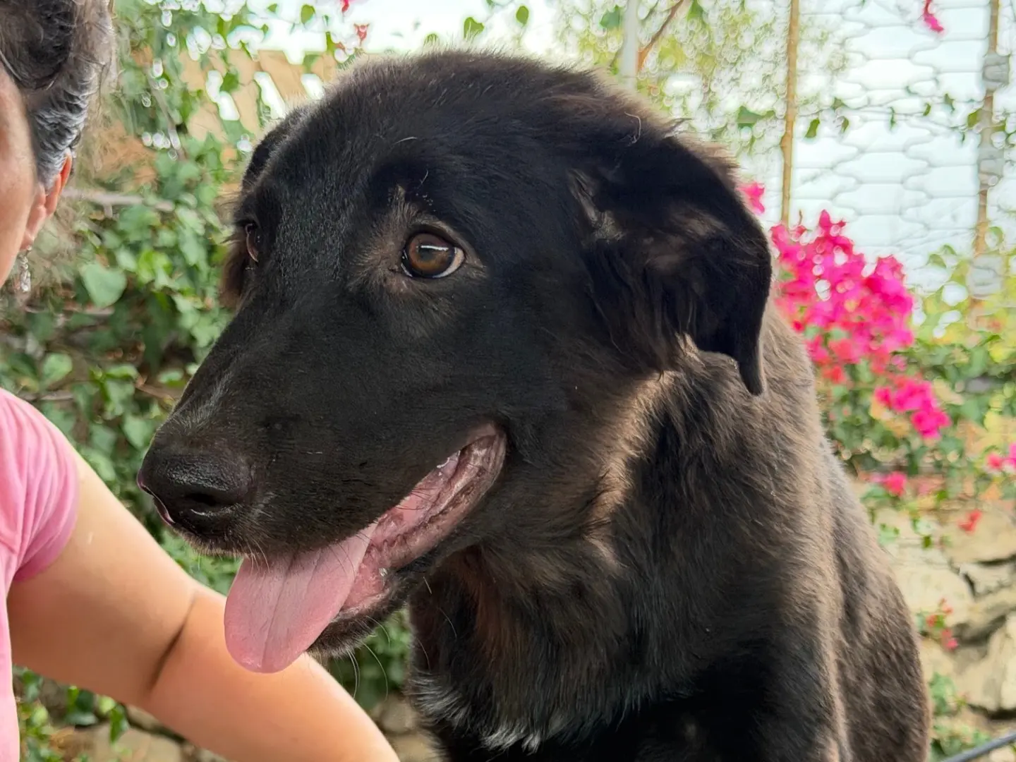 Adozione cane, maschio, Razza sconosciuta Razza sconosciuta, 7 mesi, taglia grande, Enna
