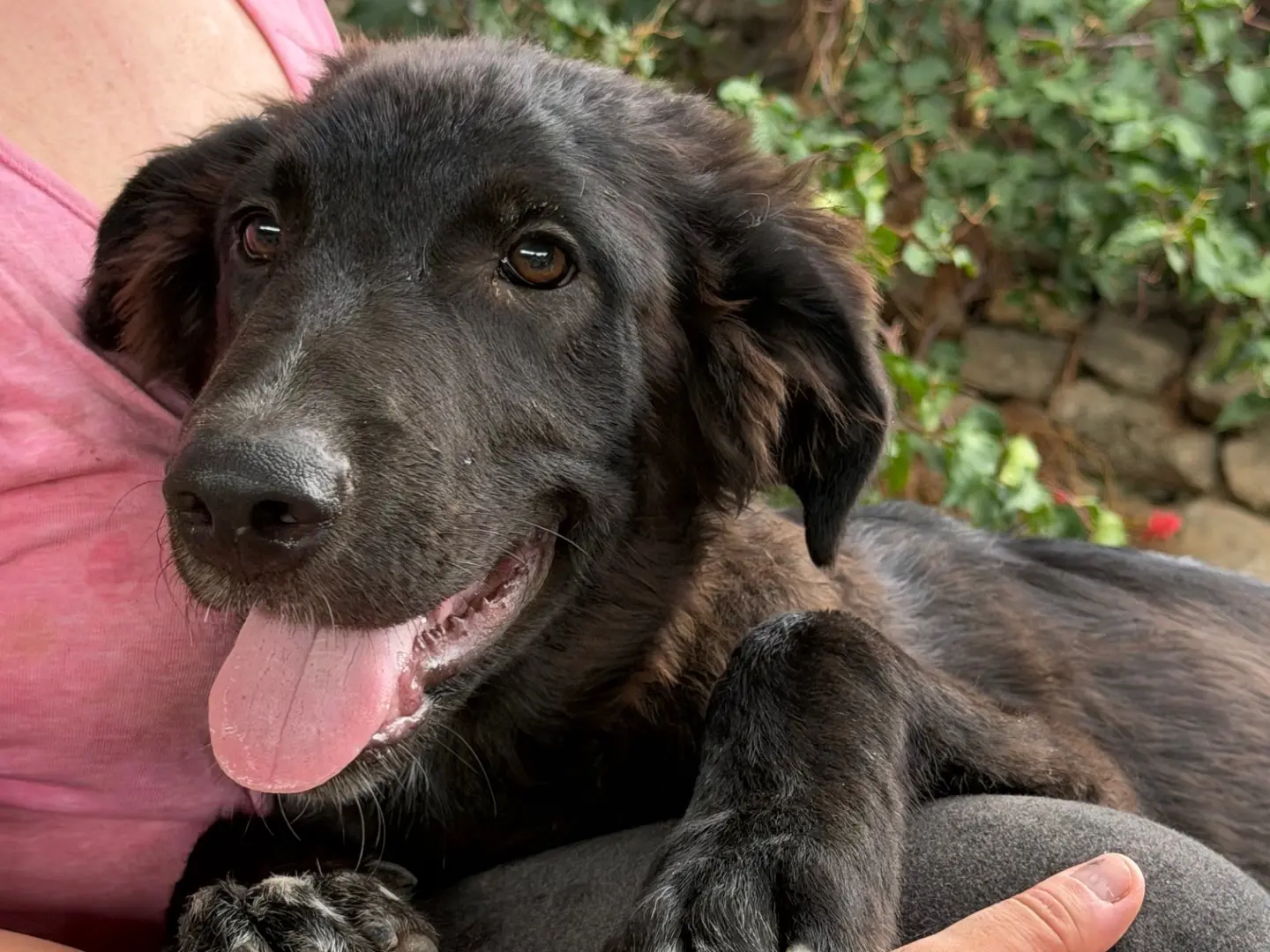 Adotta un cane, maschio, 7 mesi, Enna