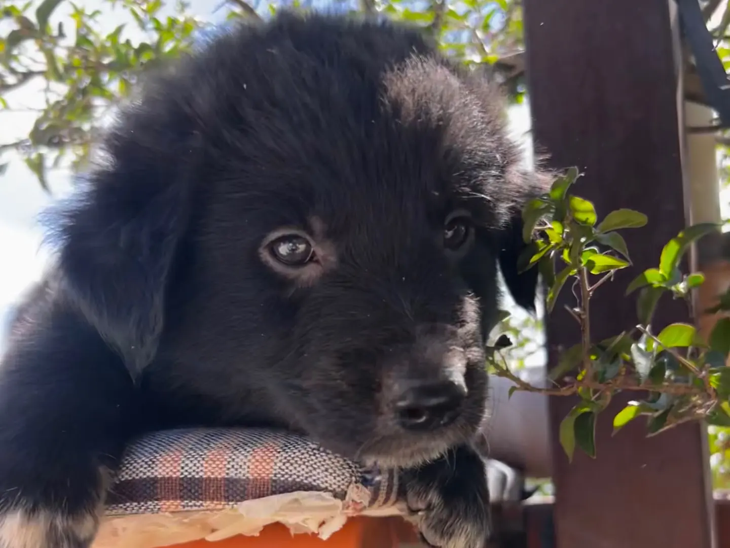 Adotta il cane BRUNO a Enna