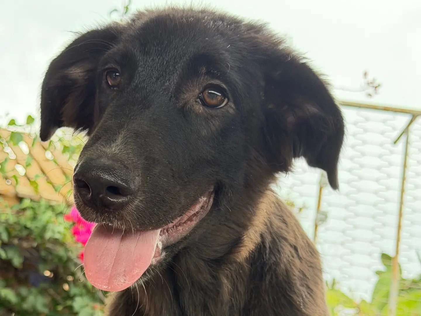 Adotta un cane, taglia grande, maschio, Enna