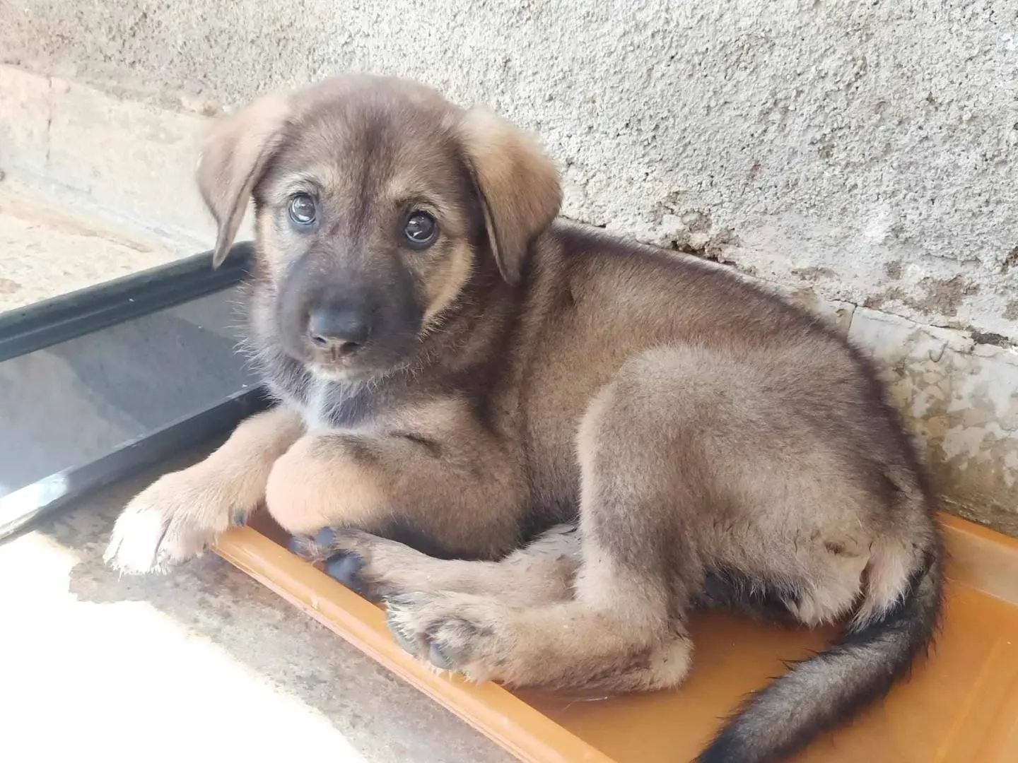 Vuoi adottare un cane a Catania?